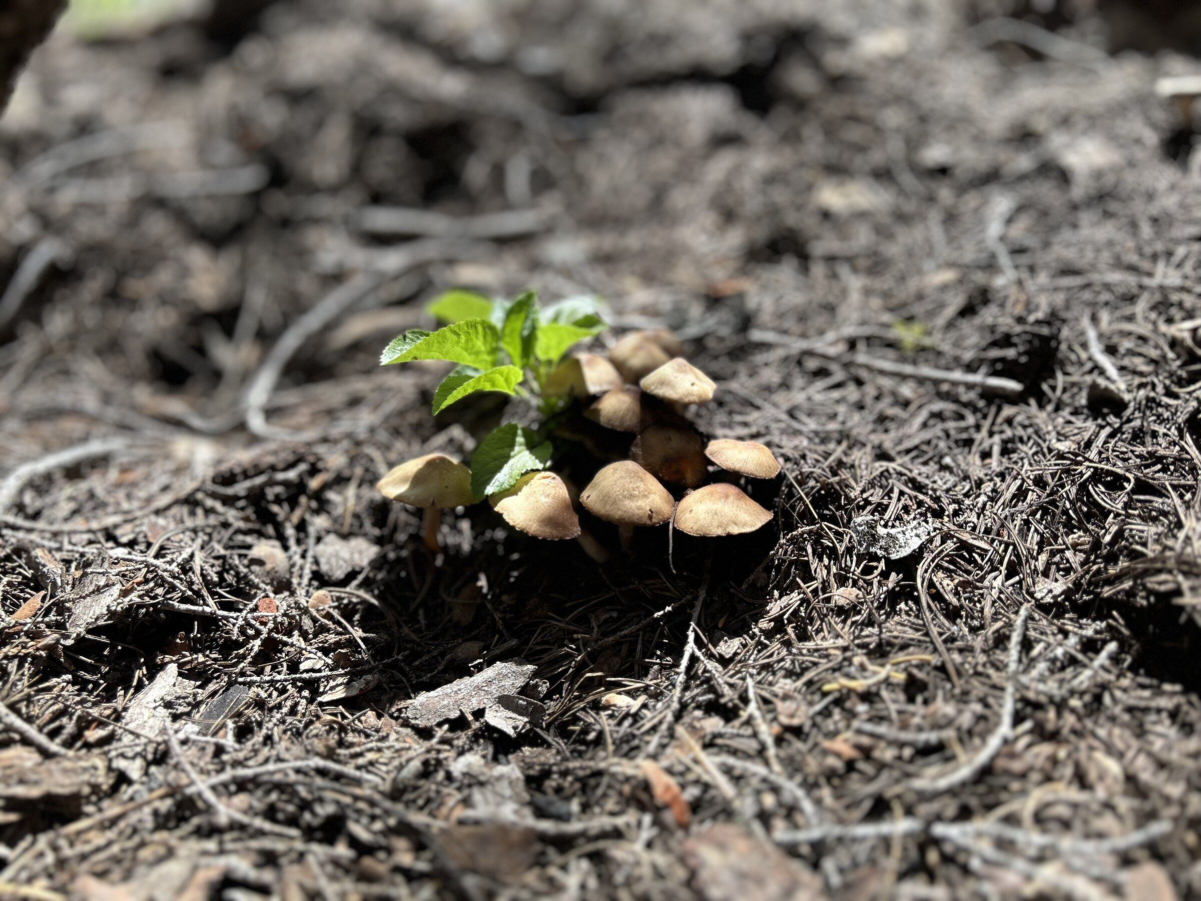 A cluster of small wild mushrooms and a tiny green seedling pushing up through the dark, decaying forest floor